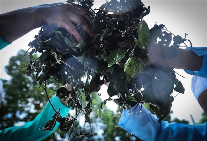 Cây lá xạ đen được rửa sạch trước khi đưa vào dây chuyền nấu cao bằng điện. Ảnh: Trọng Đạt - TTXVN 