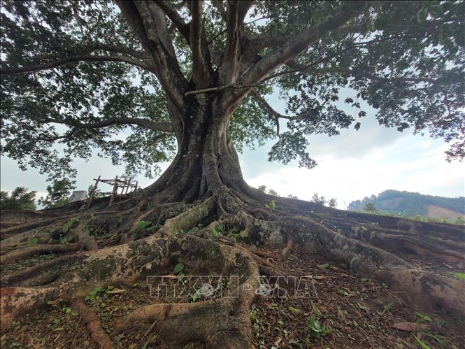 The grand root system of the ancient 500-year-old banyan tree in Then Sin commune. VNA Photo: Nguyễn Oanh