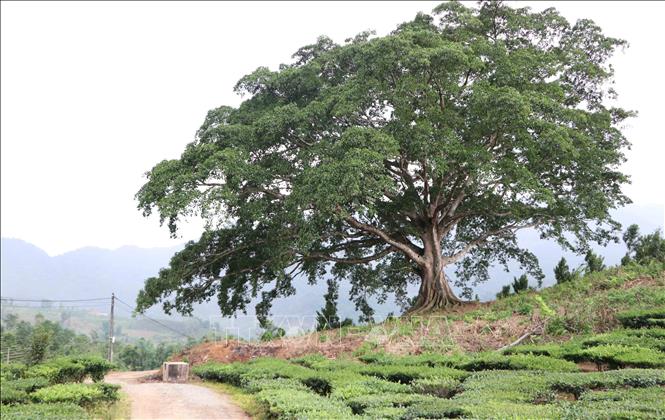 The majestic beauty of the ancient banyan tree in Then Sin commune, Tam Duong district, Lai Chau province. VNA Photo: Nguyễn Oanh