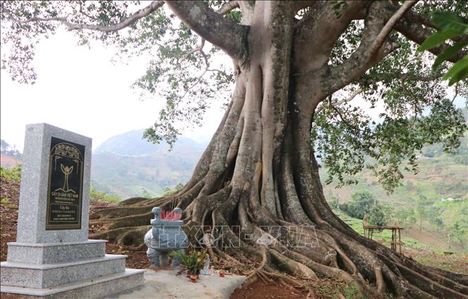 The ancient banyan tree is recognized as Vietnam's heritage tree on May 20, 2024. VNA Photo: Nguyễn Oanh