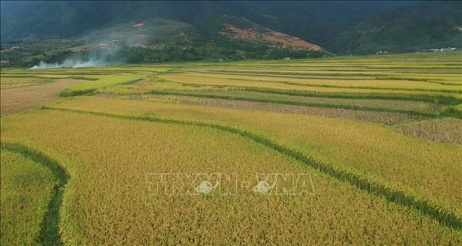 Cánh đồng Mường Than vào mùa gặt. Ảnh: Nguyễn Oanh-TTXVN