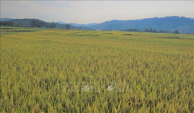 Cánh đồng lúa vàng trĩu hạt, trải dài ở Than Uyên. Ảnh: Nguyễn Oanh-TTXVN 