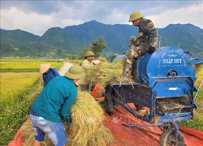 Bà con nông dân tất bật thu hoạch lúa cho kịp thời vụ. Ảnh: Nguyễn Oanh-TTXVN 