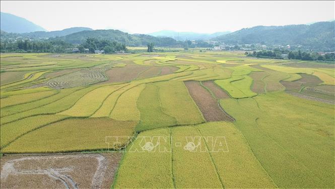 Cánh đồng Mường Than vào mùa gặt. Ảnh: Nguyễn Oanh-TTXVN