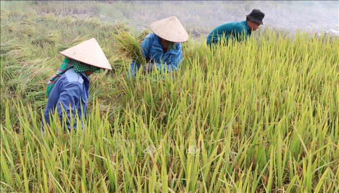 Nông dân xã Mường Than, huyện Than Uyên, tỉnh Lai Châu đang vào vụ thu hoạch lúa Đông Xuân. Ảnh: Nguyễn Oanh-TTXVN