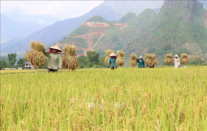 Một mùa vàng bội thu trên cánh đồng lúa Mường Than. Ảnh: Nguyễn Oanh-TTXVN