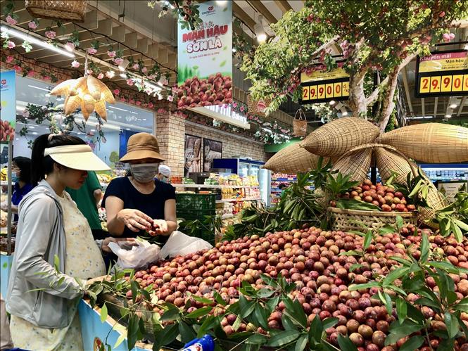  Sản phẩm mận hậu Sơn La được giới thiệu tại hội chợ. Ảnh: Mỹ Phương - TTXVN 
