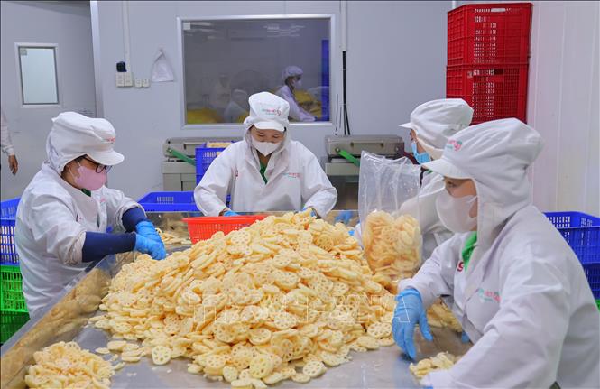 Processing lotus root at the Dai Viet Lotus Food JSC's factory in Thap Muoi district. VNA Photo: Nhựt An