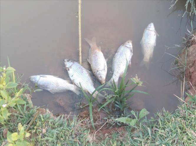 Cá của hộ gia đình anh Tao Văn Hung, bản Phiêng Chá, bị chết mỗi khi nhà máy xả thải. Ảnh: Nguyễn Oanh-TTXVN