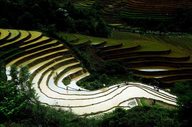 Ruộng bậc thang tại xã Xím Vàng, huyện Bắc Yên. Ảnh: Quang Quyết -TTXVN