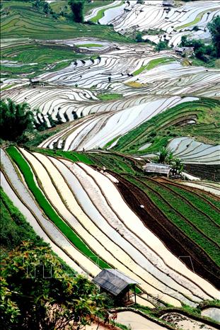 Ruộng bậc thang tại xã Xím Vàng, huyện Bắc Yên. Ảnh: Quang Quyết -TTXVN