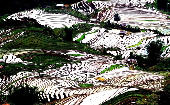 Ruộng bậc thang tại xã Xím Vàng, huyện Bắc Yên. Ảnh: Quang Quyết -TTXVN