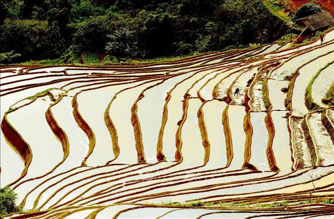 Ruộng bậc thang tại xã Xím Vàng, huyện Bắc Yên. Ảnh: Quang Quyết -TTXVN