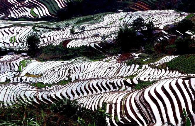 Ruộng bậc thang tại xã Xím Vàng, huyện Bắc Yên. Ảnh: Quang Quyết -TTXVN