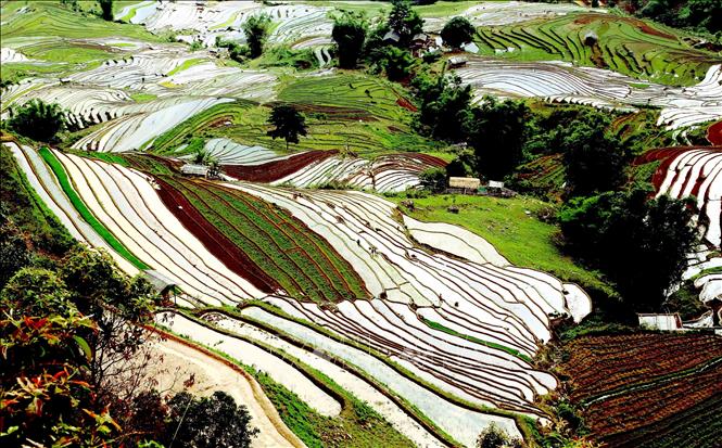 Ruộng bậc thang tại xã Xím Vàng, huyện Bắc Yên. Ảnh: Quang Quyết -TTXVN