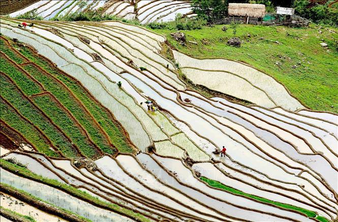 Ruộng bậc thang tại xã Xím Vàng, huyện Bắc Yên. Ảnh: Quang Quyết -TTXVN