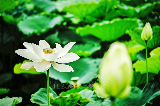 Vẻ đẹp thuần khiết của những bông sen trắng trong đầm sen Tây Hồ, Hà Nội. Ảnh: Khánh Hoà - TTXVN