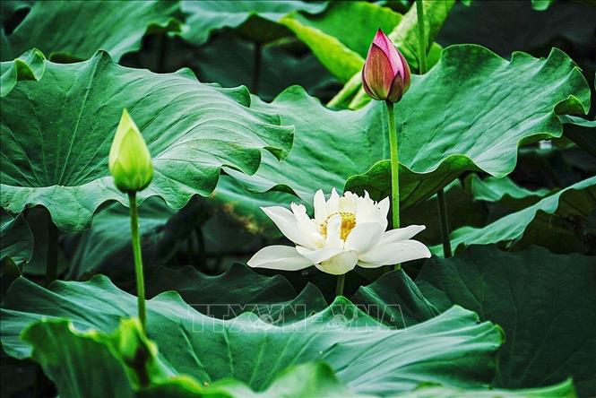 Vẻ đẹp thuần khiết của những bông sen trắng trong đầm sen ở phố Trịnh Công Sơn (quận Tây Hồ, Hà Nội). Ảnh: Khánh Hoà - TTXVN