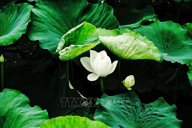 Vẻ đẹp thuần khiết của những bông sen trắng trong đầm sen ở phố Trịnh Công Sơn (quận Tây Hồ, Hà Nội). Ảnh: Khánh Hoà - TTXVN