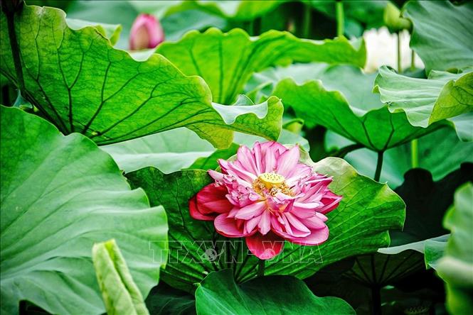 Sen Bách Diệp có khoảng 100 cánh, 2 màu chủ đạo là là màu trắng và màu hồng, hương thơm lâu, gạo sen to và căng mọng. Ảnh: Khánh Hoà - TTXVN