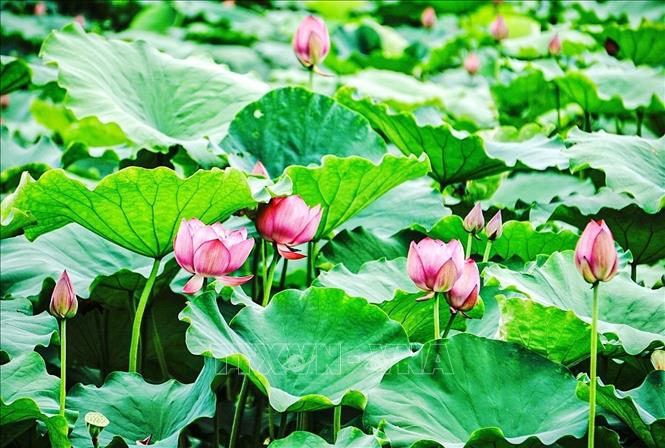 Vẻ đẹp của những đoá sen bách diệp hồ Tây. Ảnh: Khánh Hoà - TTXVN