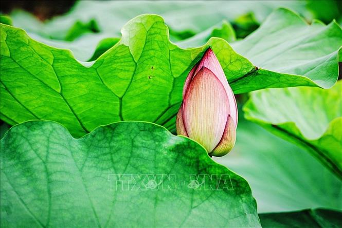 Nụ sen hồng e lệ nấp dưới tán lá. Ảnh: Khánh Hoà - TTXVN