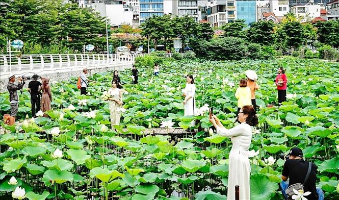 Rất đông du khách lưu lại kỷ niệm bên những đóa sen nở sớm cuối tháng 5. Ảnh: Khánh Hoà - TTXVN