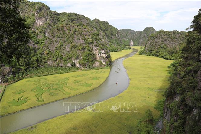 Cánh đồng lúa Tam Cốc nằm trong Quần thể danh thắng Tràng An được cấy đan xen tạo hình thành bức tranh 