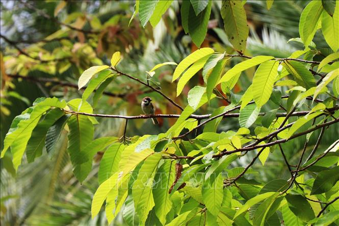 Không gian xanh của Công viên Văn hoá Hùng Vương còn là nơi trú ngụ an toàn cho một số loài chim. Ảnh: Kim Há-TTXVN