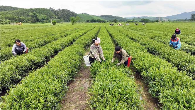 Xã Sơn Lĩnh, huyện Hương Sơn đến nay đã chuyển đổi được 10ha đất kém hiệu quả sang trồng chè, cho hiệu quả gấp 5 lần so với trồng lúa. Ảnh: Vũ Sinh - TTXVN