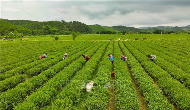 Xã Sơn Lĩnh, huyện Hương Sơn đến nay đã chuyển đổi được 10ha đất kém hiệu quả sang trồng chè, cho hiệu quả gấp 5 lần so với trồng lúa. Ảnh: Vũ Sinh - TTXVN