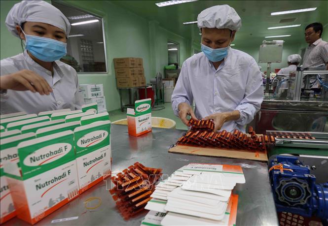 Nhà máy dược phẩm công nghệ cao (Công ty CP Dược Hà Tĩnh) sản xuất đông dược phục vụ thị trường trong nước và xuất khẩu sang các thị trường Campuchia, Lào, mỗi năm đạt doanh thu khoảng 500 tỷ đồng. Ảnh: Vũ Sinh - TTXVN