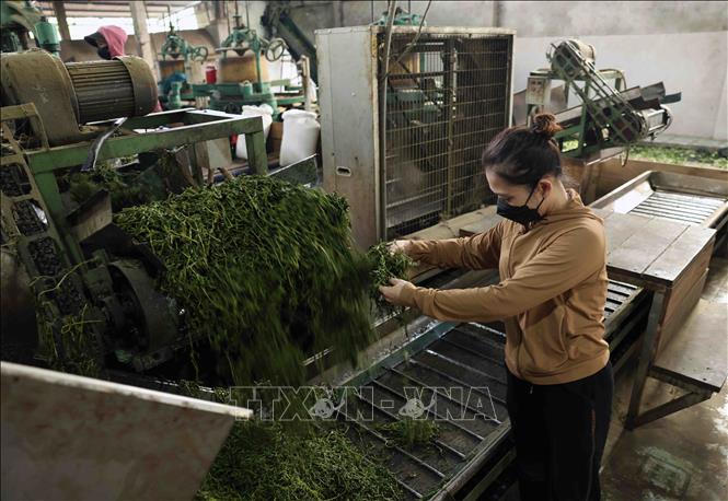 Chế biến chè tại Hợp tác xã bảo vệ rừng và trồng chế biến chè ở xã Sơn Tây, huyện Hương Sơn. Ảnh: Vũ Sinh - TTXVN
