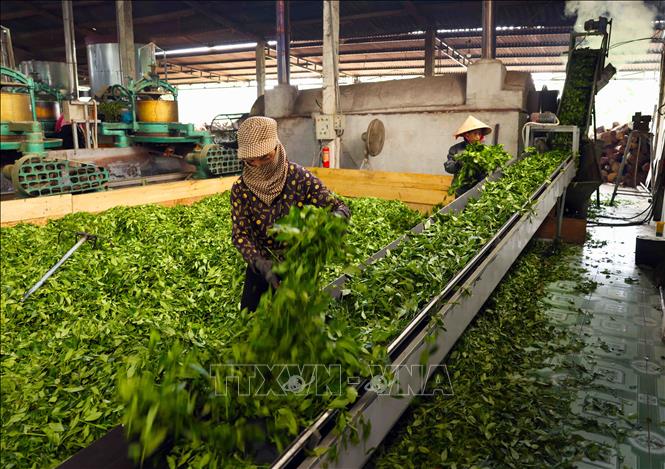 Hợp tác xã bảo vệ rừng và trồng chế biến chè ở xã Sơn Tây, huyện Hương Sơn có 240 ha trồng chè, đạt sản lượng 12 tấn/ha/năm, tạo việc làm cho hơn 200 lao động. Ảnh: Vũ Sinh - TTXVN