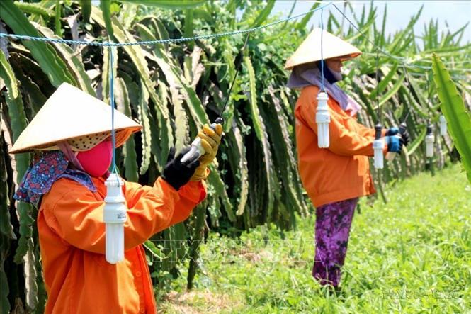 Nông dân Bình Thuận chủ động chuyển đổi sử dụng bóng đèn compact thay thế bóng đèn sợi tóc để chong đèn kích thích ra hoa trái vụ. Ảnh: Nguyễn Thanh - TTXVN