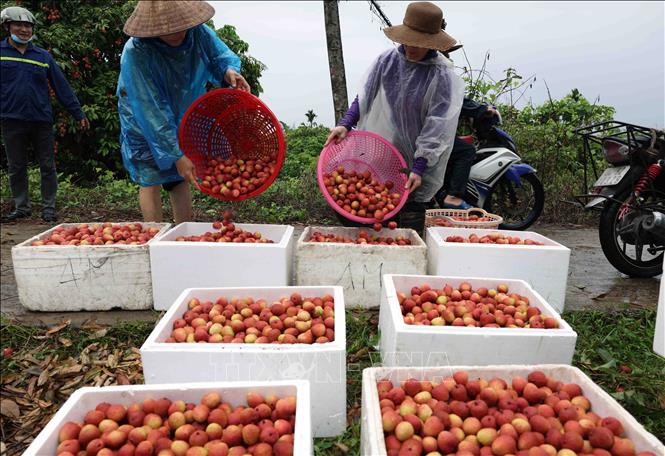 Năm 2024, tỉnh Hải Dương có 8.850 ha trồng vải thiều cho thu hoạch, sản lượng ước đạt  45.000 tấn. Ảnh: Vũ Sinh – TTXVN