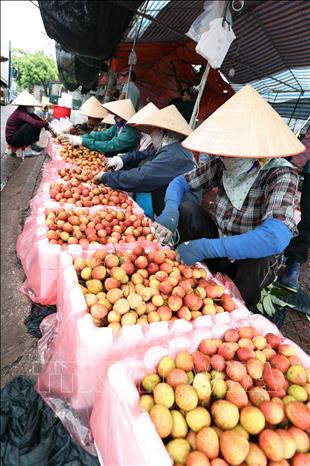 Tính đến hết ngày 31/5/2024, tỉnh Hải Dương đã thu hoạch được khoảng 60% diện tích (khoảng 24.500 tấn), xuất khẩu được 9.500 tấn sang các thị trường Nhật Bản, Mỹ, Australia, New Zealand, Thái Lan và Trung Quốc. Ảnh: Vũ Sinh – TTXVN