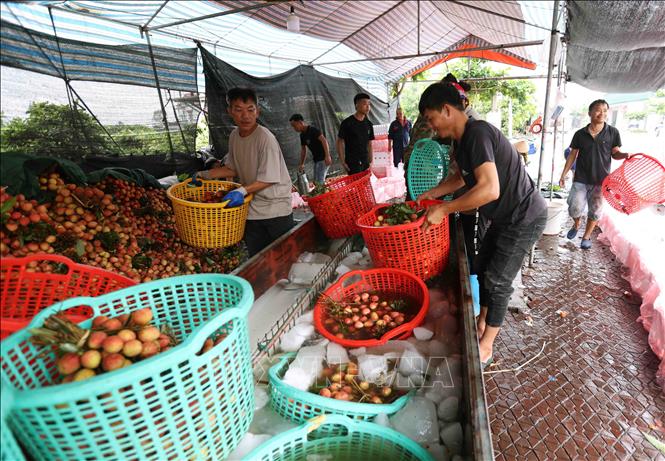 Đóng gói sản phẩm vải thiều xuất khẩu sang thị trường Trung Quốc tại cơ sở thu mua ở xã Thanh Thuỷ, huyện Thanh Hà. Ảnh: Vũ Sinh - TTXVN 