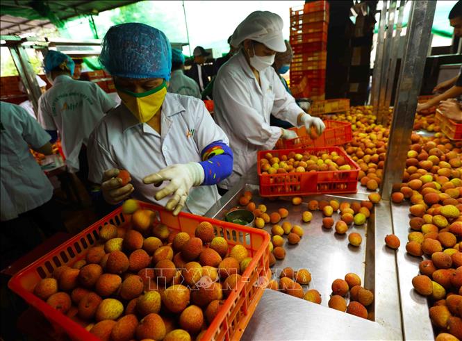 Vụ vải năm 2024, Công ty CP AMEII Việt Nam (xã Thanh Xá, huyện Thanh Hà) có kế hoạch xuất khẩu khoảng 1.000 tấn vải thiều tươi, sang các thị trường Nhật Bản, Mỹ, Australia, Pháp, Anh, Canada. Ảnh: Vũ Sinh - TTXVN