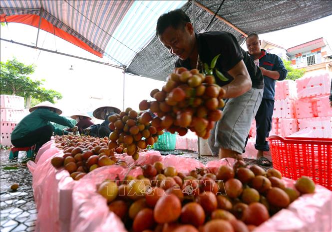 Đóng gói sản phẩm vải thiều xuất khẩu sang thị trường Trung Quốc tại cơ sở thu mua ở xã Thanh Thuỷ, huyện Thanh Hà. Ảnh: Vũ Sinh - TTXVN 