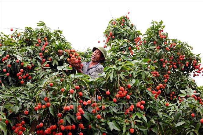 Thu hoạch vải thiều xuất khẩu ở hộ Phan Văn Thiếu, thôn Tiên Kiều, xã Thanh Hồng, huyện Thanh Hà. Ảnh: Vũ Sinh - TTXVN 