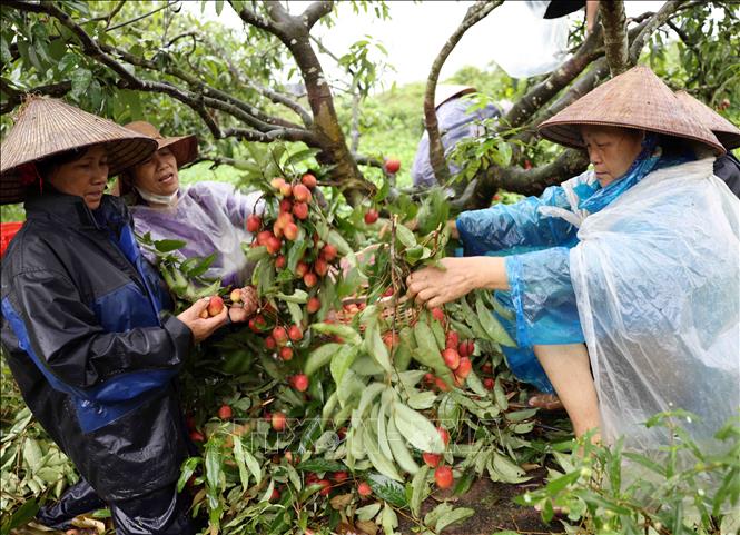 Thu hoạch vải thiều xuất khẩu ở hộ Nguyễn Văn Sáng, thôn Thuý Lâm, xã Thanh Sơn, huyện Thanh Hà. Ảnh: Vũ Sinh - TTXVN 
