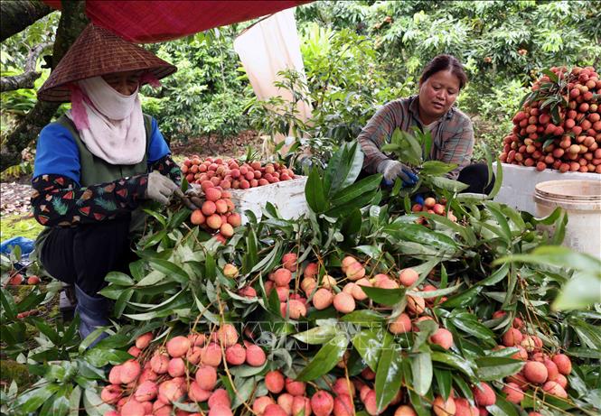 Thu hoạch vải thiều xuất khẩu ở thôn Thuý Lâm, xã Thanh Sơn, huyện Thanh Hà. Ảnh: Vũ Sinh - TTXVN 