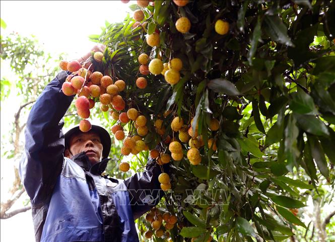Thu hoạch vải thiều xuất khẩu ở hộ Nguyễn Văn Sáng, thôn Thuý Lâm, xã Thanh Sơn, huyện Thanh Hà. Ảnh: Vũ Sinh - TTXVN 