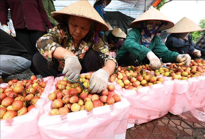 Đóng gói sản phẩm vải thiều xuất khẩu sang thị trường Trung Quốc tại cơ sở thu mua ở xã Thanh Thuỷ, huyện Thanh Hà. Ảnh: Vũ Sinh - TTXVN 