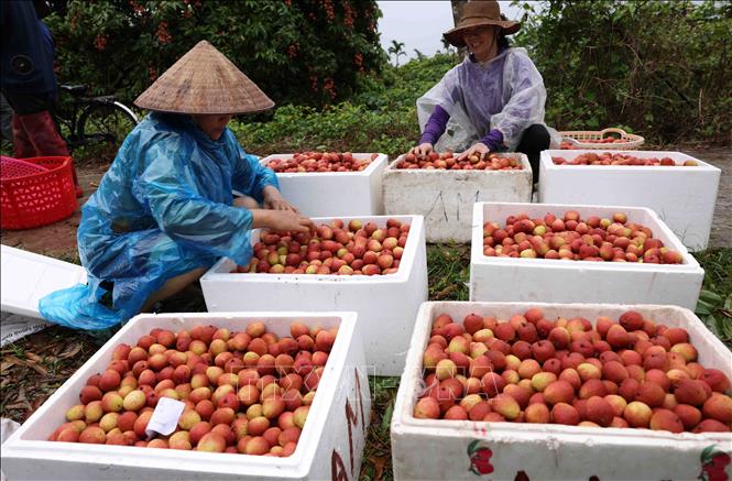 Thu hoạch vải thiều xuất khẩu ở hộ Nguyễn Văn Sáng, thôn Thuý Lâm, xã Thanh Sơn, huyện Thanh Hà. Ảnh: Vũ Sinh - TTXVN 