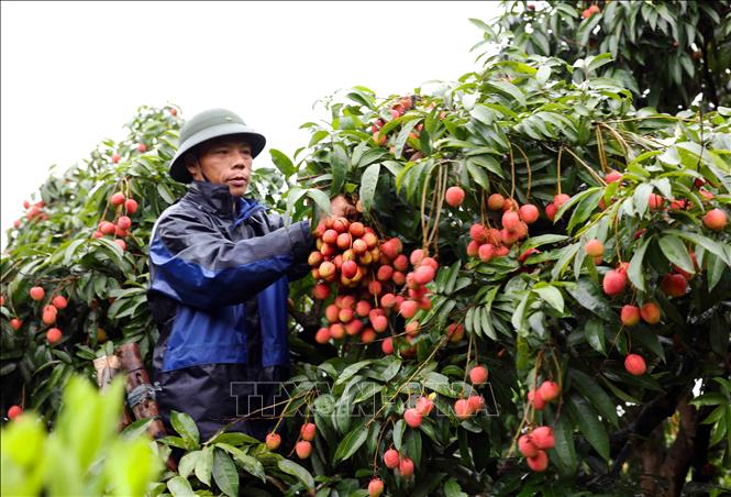 Năm 2024, tỉnh Hải Dương có 8.850 ha trồng vải thiều cho thu hoạch, sản lượng ước đạt  45.000 tấn. Ảnh: Vũ Sinh – TTXVN