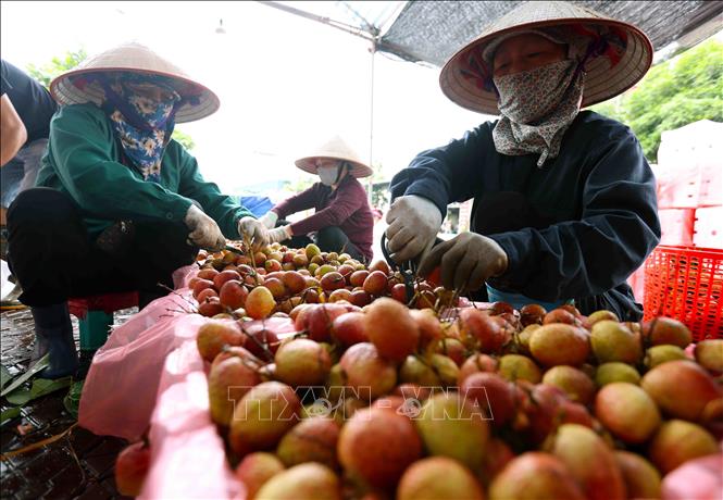 Đóng gói sản phẩm vải thiều xuất khẩu sang thị trường Trung Quốc tại cơ sở thu mua ở xã Thanh Thuỷ, huyện Thanh Hà. Ảnh: Vũ Sinh - TTXVN 