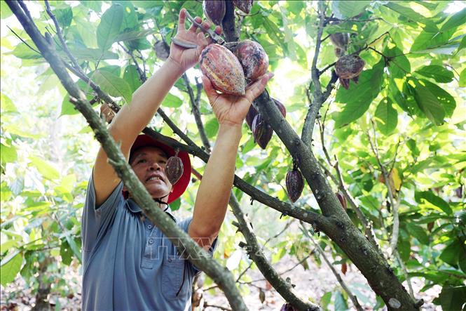 Farmer Nguyen Van Dung harvests cacao fruits at his farm in Ea Na commune, Krong Ana district, Dak Lak province. VNA Photo: Hoài Thu 