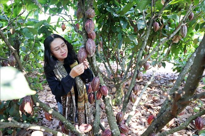 A tourist visits a cacao farm in Ea Na commune, Krong Ana district, Dak Lak province. VNA Photo: Hoài Thu 